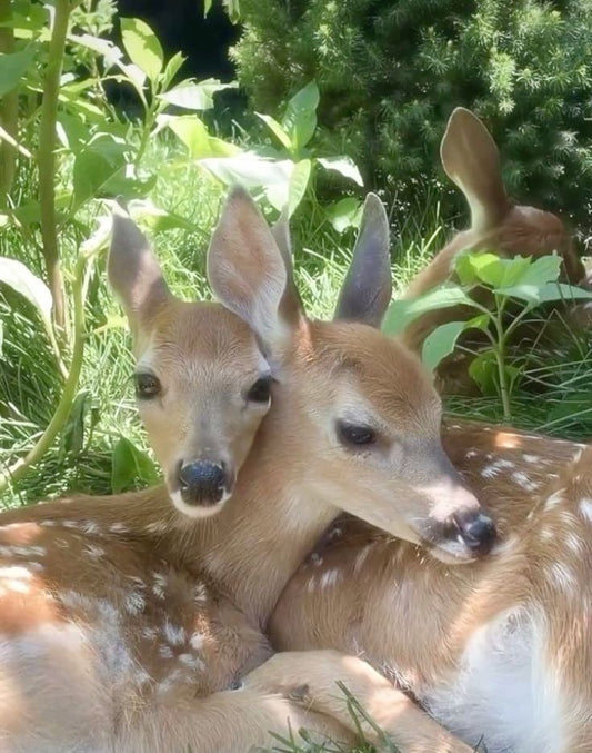 picture of many fawn